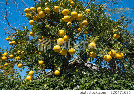 Fruit trees in the winter garden Fruit trees in the winter garden 120471625