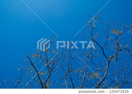 Winter sky and bleak branches Winter sky and bleak branches 120471626