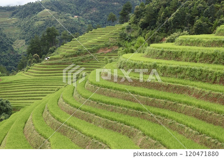 Vietnam's proud rice terraces of Mu Cang Chai 120471880