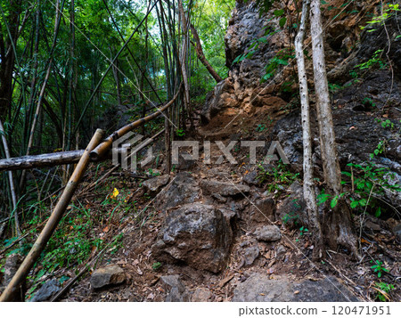 Stony path through a tropical forest in sunny weather. 120471951