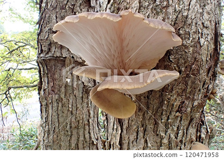 Mukitake(秋田市下濱八田,11/6) Mukitake(秋田市下濱八田,11/6) 120471958