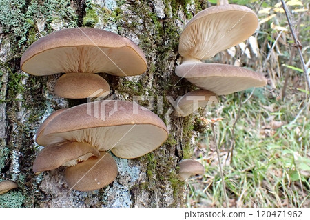 Mukitake（秋田市下濱八田，11/6） 120471962