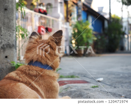 a brawn dog waitting some one come back home with blur background 120471974