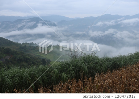 越南 稻田 風景 120472012