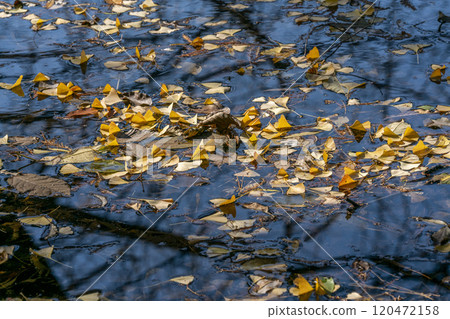 Yellow and red ginkgo leaves floating on the surface of a pond 120472158