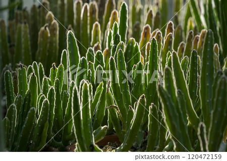 Glowing Cactus Forest, Bell Tower, Stapelia 120472159