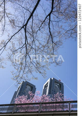 盛開的櫻花和東京都廳舍 盛開的櫻花和東京都廳舍 120472407