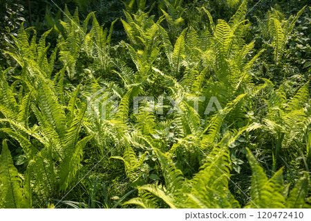 A colony of cycads bathed in sunlight 120472410