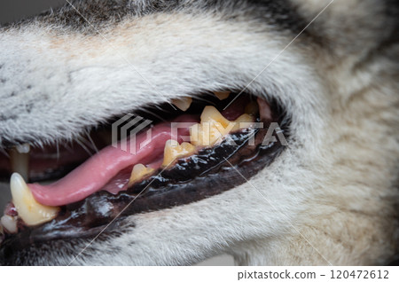 Tartar in dogs 120472612