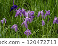 鳶尾花在雨季的天空下盛開。 120472713