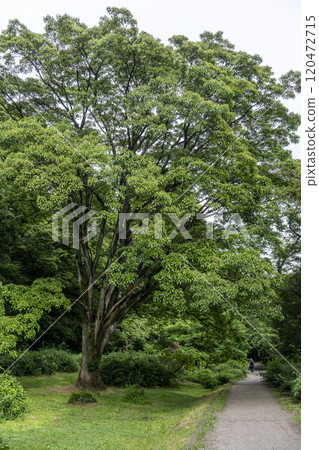 來自 Hezuka nigaki 的新鮮綠色 Hetsuganigaki 來自 Hezuka nigaki 的新鮮綠色 Hetsuganigaki 120472715