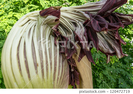 The spathe of the titan arum, which has the world's largest flower The spathe of the titan arum, which has the world's largest flower 120472719