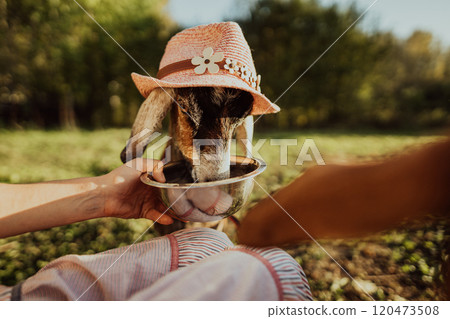 A female farmer feeds a Nubian goat with oats from a bowl on her free-range farm. Funny goat in pink hat close-up eating oats A female farmer feeds a Nubian goat with oats from a bowl on her free-range farm. Funny goat in pink hat close-up eating oats 120473508