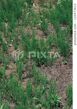 Troublesome weed: Horsetail Troublesome weed: Horsetail 120473613