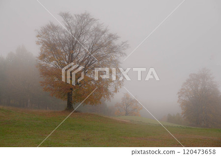 秋天的樹木掩映在霧氣中 120473658
