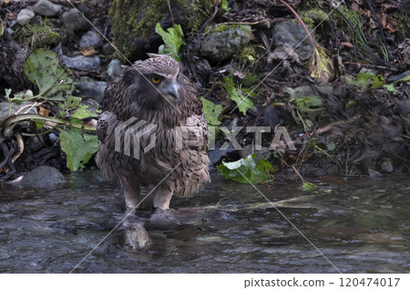 A spotted owl descending onto the river A spotted owl descending onto the river 120474017