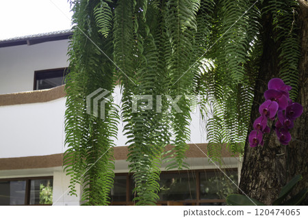 Outdoor coffee shop with natural garden Outdoor coffee shop with natural garden 120474065