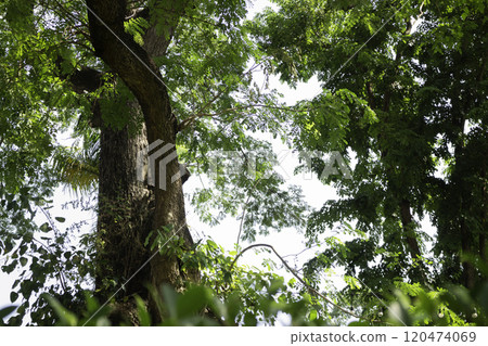 Outdoor coffee shop with natural garden Outdoor coffee shop with natural garden 120474069