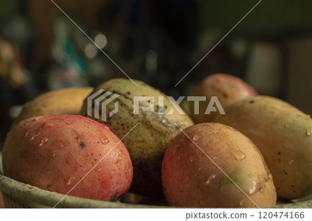 Fresh washed mangoes put in a bowl in the kitchen, Fresh freshly washed mangoes on bowl with copy space, concept of fresh mangoes in a basket Fresh washed mangoes put in a bowl in the kitchen, Fresh freshly washed mangoes on bowl with copy space, concept of fresh mangoes in a basket 120474166