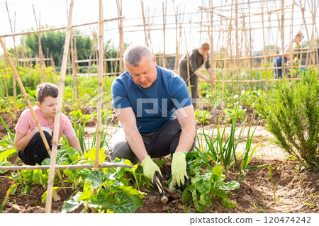 Man working in vegetable garden with boy Man working in vegetable garden with boy 120474242