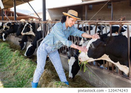 Farm worker feeding grass to cows in barn Farm worker feeding grass to cows in barn 120474243