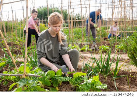 Woman with her whole family works on garden beds on day Woman with her whole family works on garden beds on day 120474246
