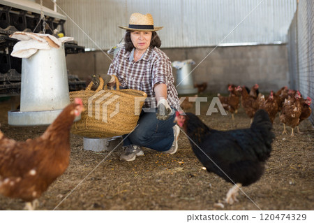 Elderly female farmer feeding chickens in poultry barn Elderly female farmer feeding chickens in poultry barn 120474329
