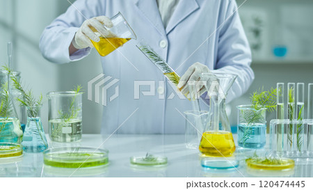 The idea for the tea tree experiment photo sample, shows a frontal view of a researcher pouring a yellow liquid into a tube that holds a melaleuca branch while lab equipment is on the table. The idea for the tea tree experiment photo sample, shows a frontal view of a researcher pouring a yellow liquid into a tube that holds a melaleuca branch while lab equipment is on the table. 120474445