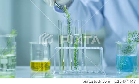 A scientist picks up a melaleuca branch from a beaker containing a melaleuca solution, surrounded by glassware equipment and tea tree branches. A template photo with the front view of tea tree testing A scientist picks up a melaleuca branch from a beaker containing a melaleuca solution, surrounded by glassware equipment and tea tree branches. A template photo with the front view of tea tree testing 120474448