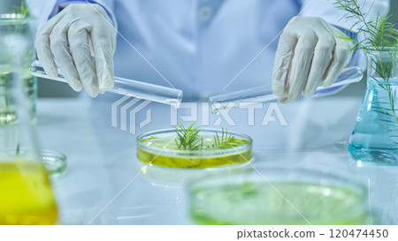 Solutions from two test tubes are poured by a scientist onto a tea tree branch in a petri dish. The lab table is surrounded by fully equipped lab equipment. Tea tree experiment in close-up angle. Solutions from two test tubes are poured by a scientist onto a tea tree branch in a petri dish. The lab table is surrounded by fully equipped lab equipment. Tea tree experiment in close-up angle. 120474450