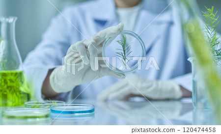 A fresh tea tree branch is inside a clear box that a scientist is holding and observing, surrounded by some melaleuca experimentation equipment against the backdrop of a modern laboratory. 120474458