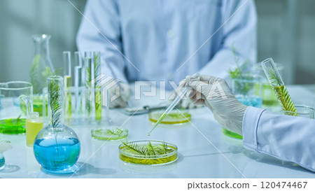 A close-up of a scientist hands dripping a green solution onto the petri dish containing tea tree branches, while another is taking note. A modern lab backdrop features full lab supplies on the table. A close-up of a scientist hands dripping a green solution onto the petri dish containing tea tree branches, while another is taking note. A modern lab backdrop features full lab supplies on the table. 120474467