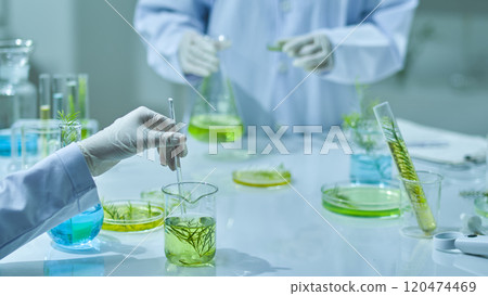 Two researchers are in the frontal view of the tea tree experiment in modern lab settings, one stirring melaleuca liquid, while another holds a flask containing green liquid and observes. Two researchers are in the frontal view of the tea tree experiment in modern lab settings, one stirring melaleuca liquid, while another holds a flask containing green liquid and observes. 120474469
