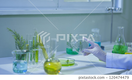 On the lab tabletop are full laboratory supplies, a close-up view of a scientist holding a glass box containing a tea tree brand to observe. A sample picture of the Melaleuca experiment. 120474479