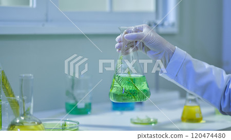 A researcher holding a flask in a green tea tree substance to observe. The laboratory table surface is fully equipped with lab equipment. A photo for the melaleuca experiment with the frontal view. 120474480