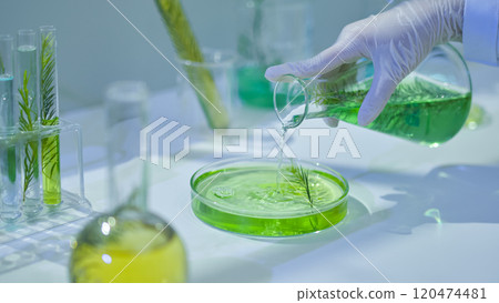 A close-up of the flask held in a tea tree liquid was pouring by a scientist onto the petri dish placed on the table, surrounded by a glassware laboratory containing a sample of the melaleuca test. 120474481