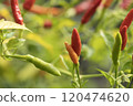 Close-Up of Ripening Chili Peppers on Plant 120474620