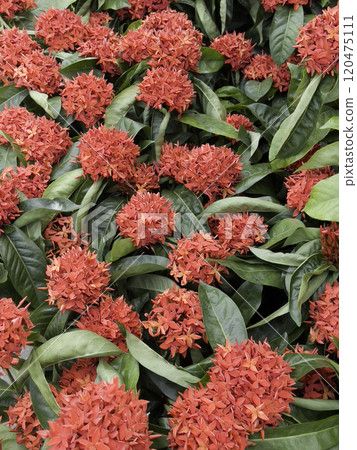 Variety of tropical plants grow for sale in flower markets 120475111