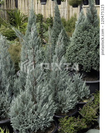 Variety of tropical plants grow for sale in flower markets 120475125