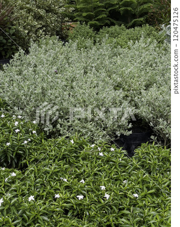 Variety of tropical plants grow for sale in flower markets 120475126