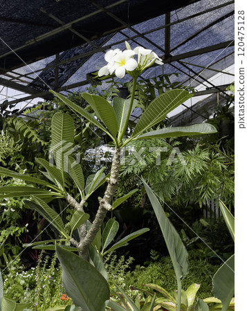 Variety of tropical plants grow for sale in flower markets 120475128