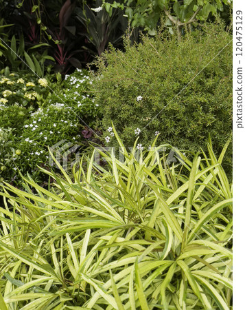 Variety of tropical plants grow for sale in flower markets 120475129