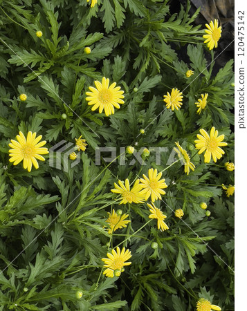 Variety of tropical plants grow for sale in flower markets 120475142