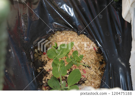 安東豌豆種植 安東豌豆種植 120475188