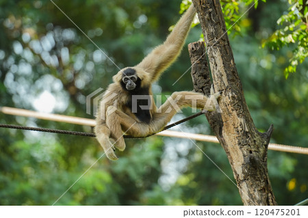 pileated gibbon on tree 120475201