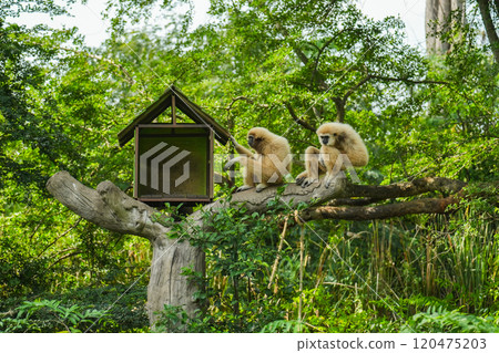 common gibbon or white-handed gibbon on tree common gibbon or white-handed gibbon on tree 120475203
