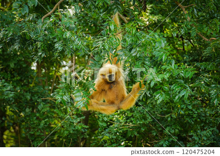 common gibbon or white-handed gibbon on tree common gibbon or white-handed gibbon on tree 120475204