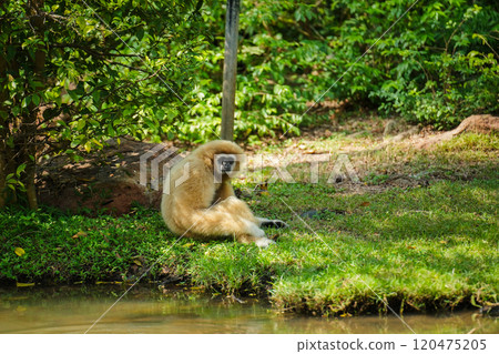 common gibbon or white-handed gibbon on tree common gibbon or white-handed gibbon on tree 120475205