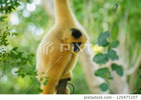 common gibbon or white-handed gibbon on tree common gibbon or white-handed gibbon on tree 120475207