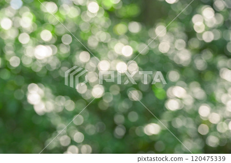 山茶花葉的倒影模糊 120475339